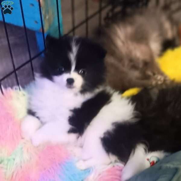 Cookies & Cream, Pomeranian Puppy